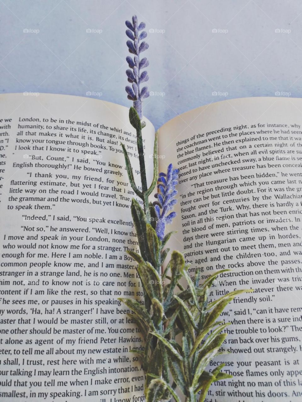 Lavandas sobre as palavras