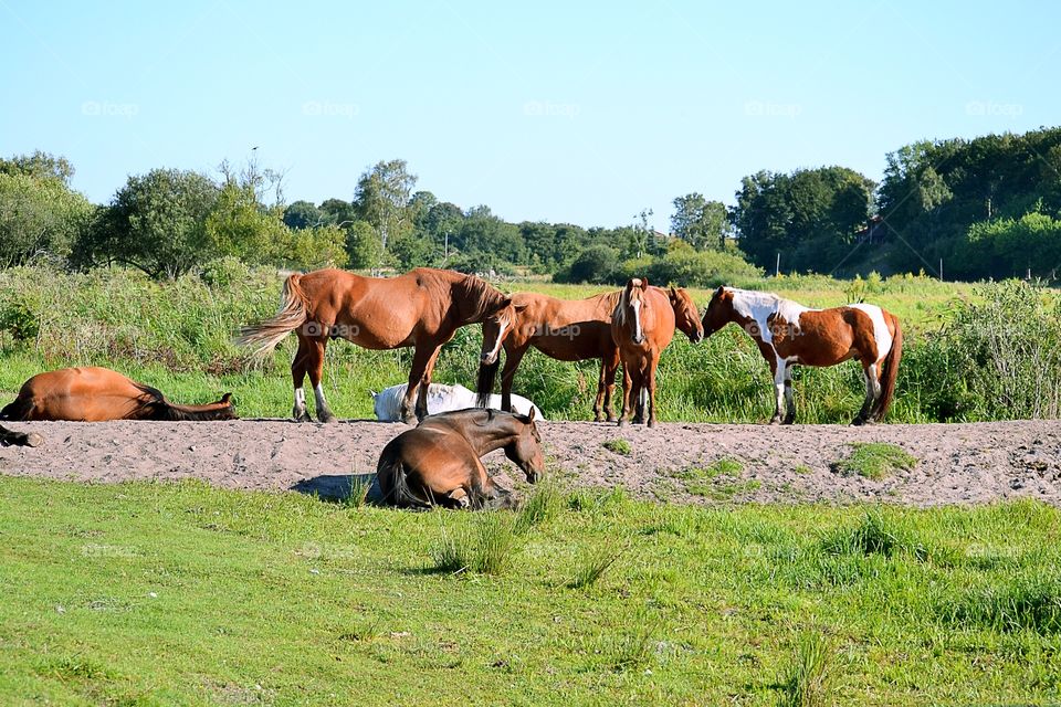 Many horses