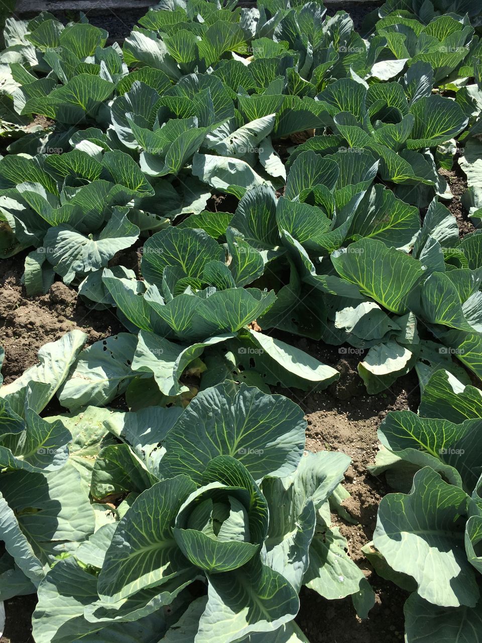 Kohl in Wesselburen - cabbage