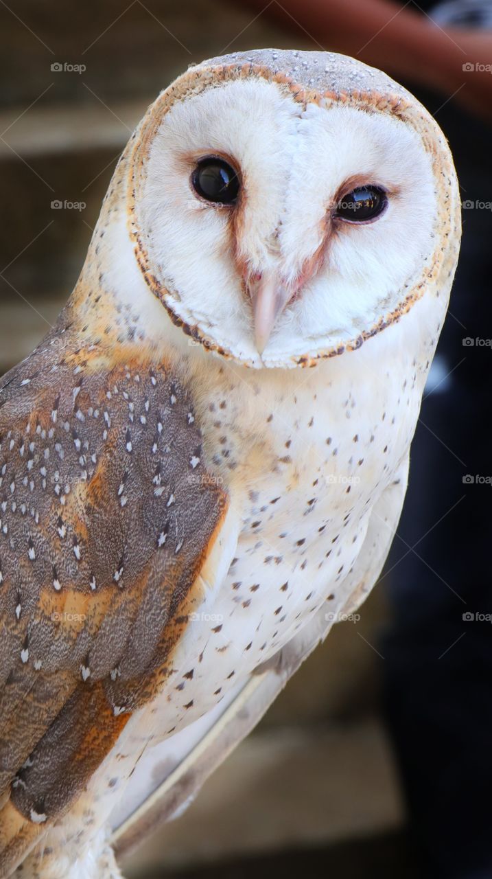 The Owl, one of native birds in Java island of Indonesia