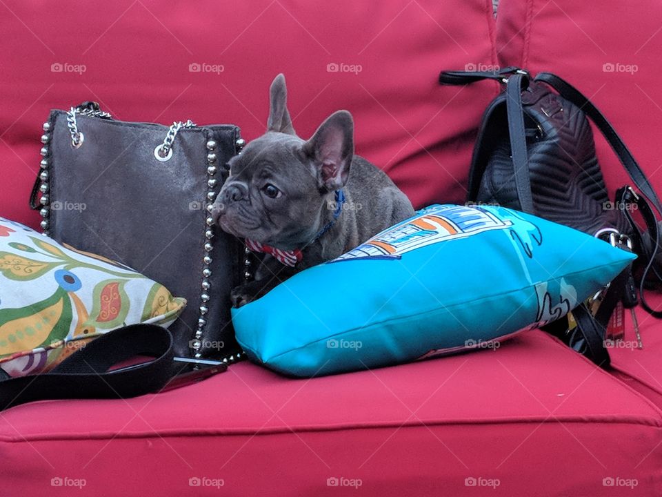 puppy sitting on couch pillows