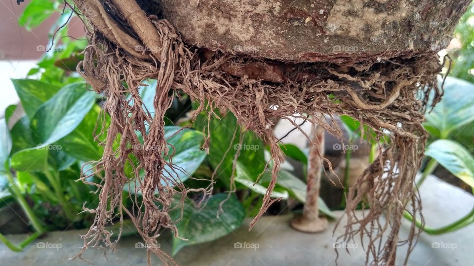 root broke pot