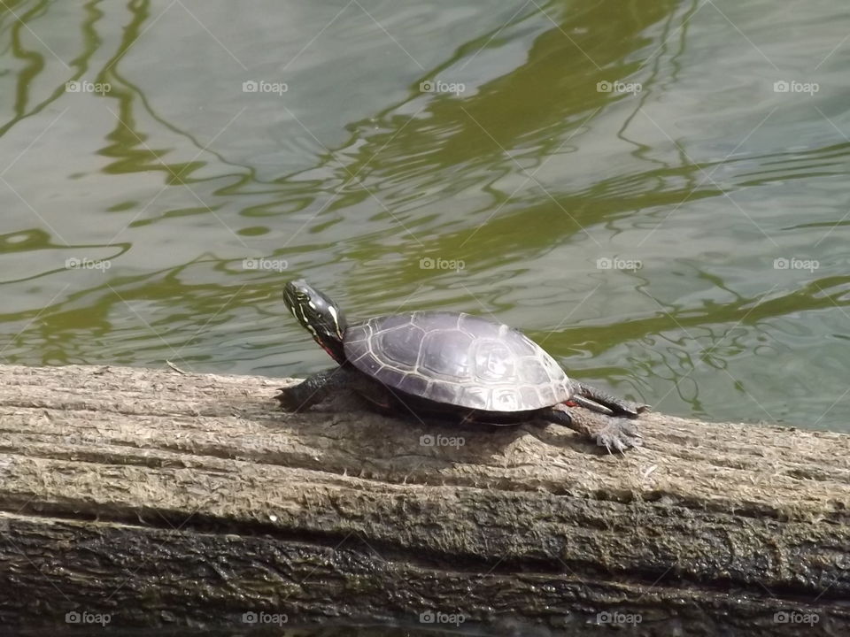 A turtle lounging 2