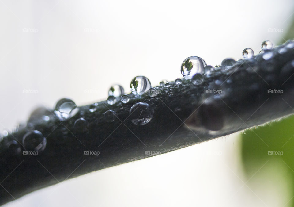 Macro of raindrops on plant stem