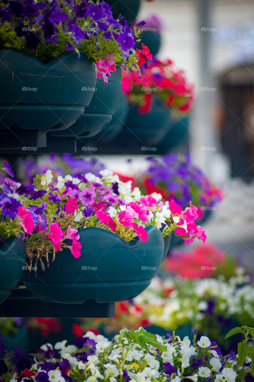 In the center of the city in special pots, small multi-colored flowers grow