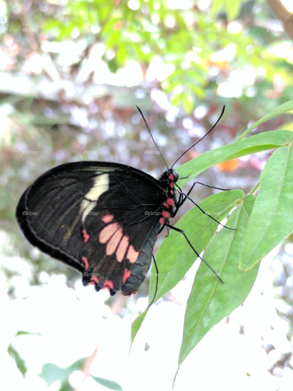 lovely butterfly