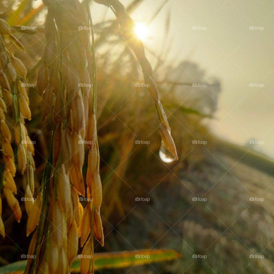 a photo of rip rice crop in  my fields