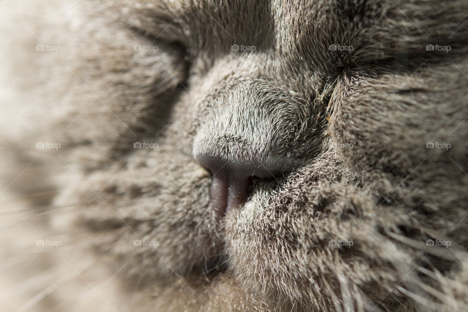 Scottish straight striped gray kitten resting. Close up macro.