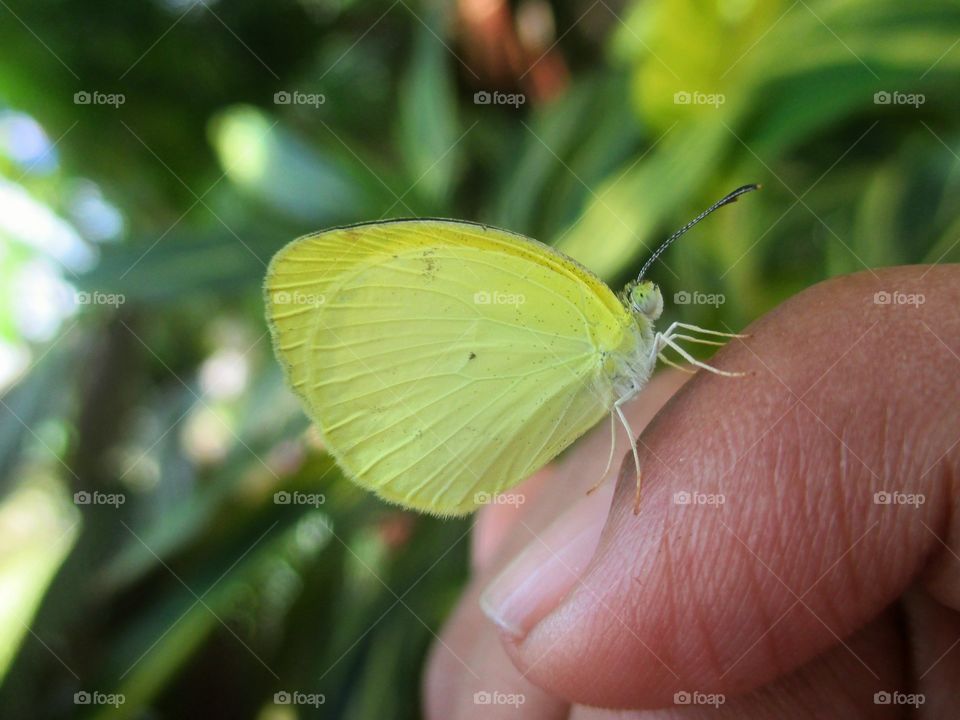 yellow butterfly