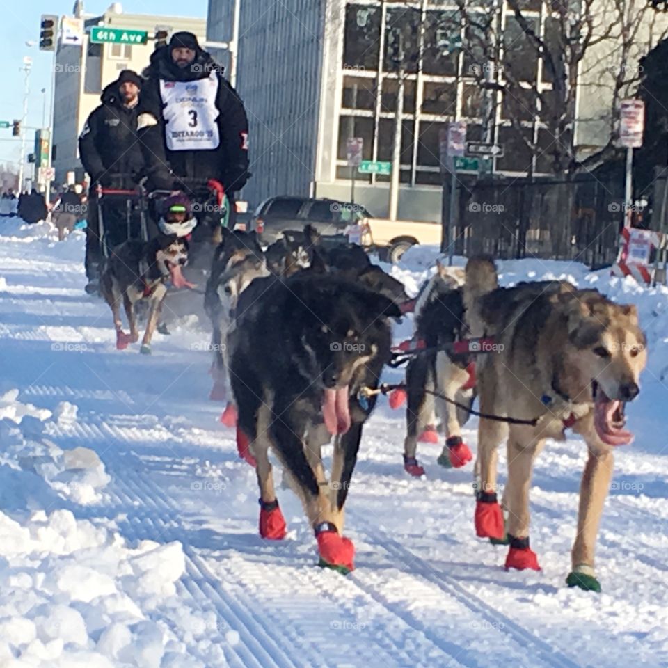 Iditarod Alaska 