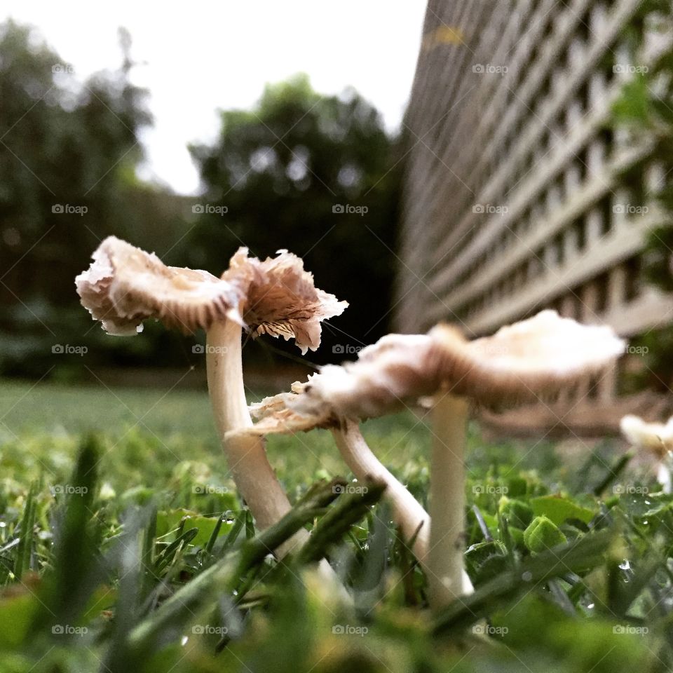 Where the fairies meet