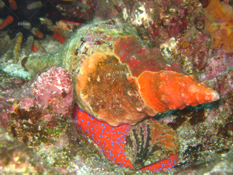 ocean shell corals by izabela.cib