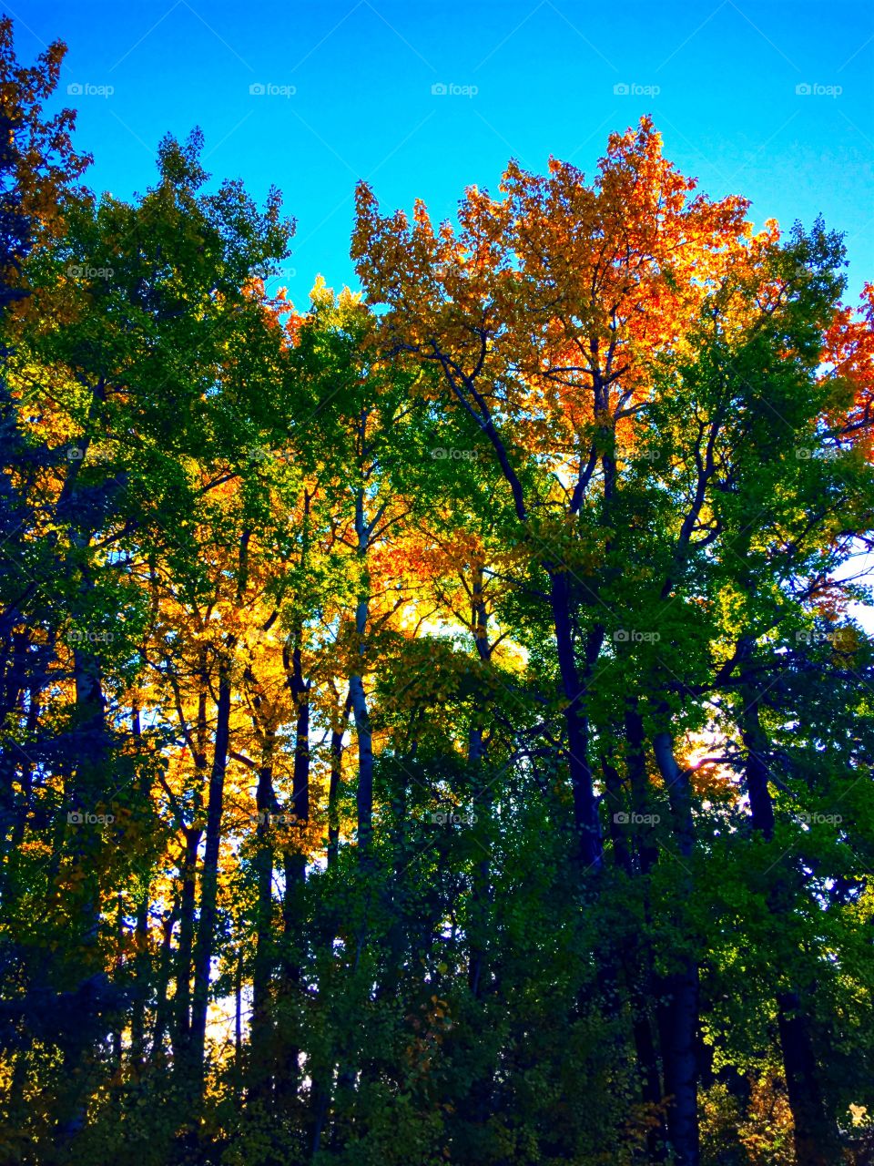 Sun through fall leaves 🍁