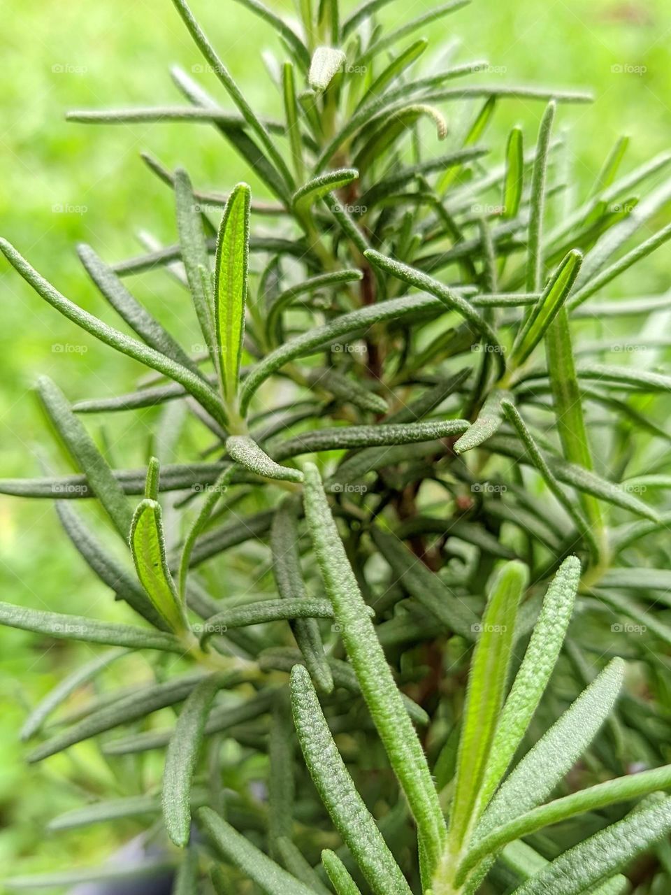 decorative plants