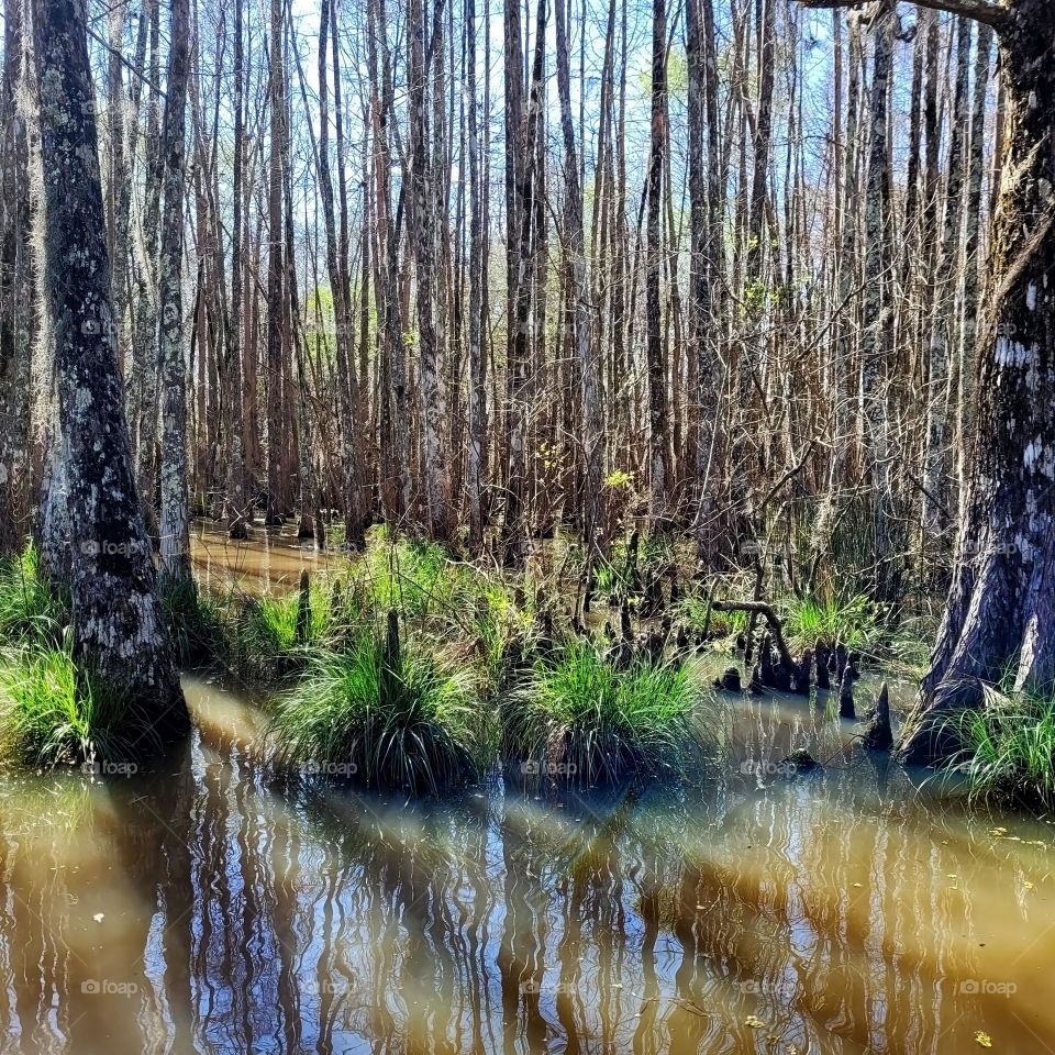 Manchak swamps in Louisiana