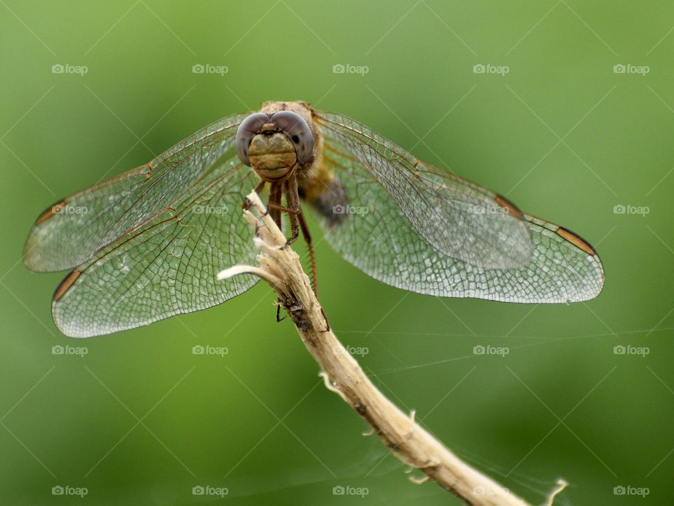 Dragonfly watching at my camera 