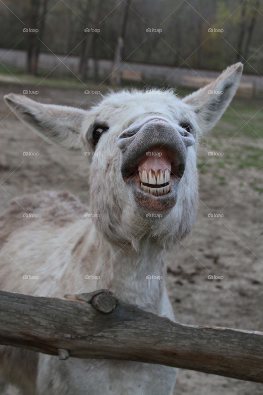 Donkey smile