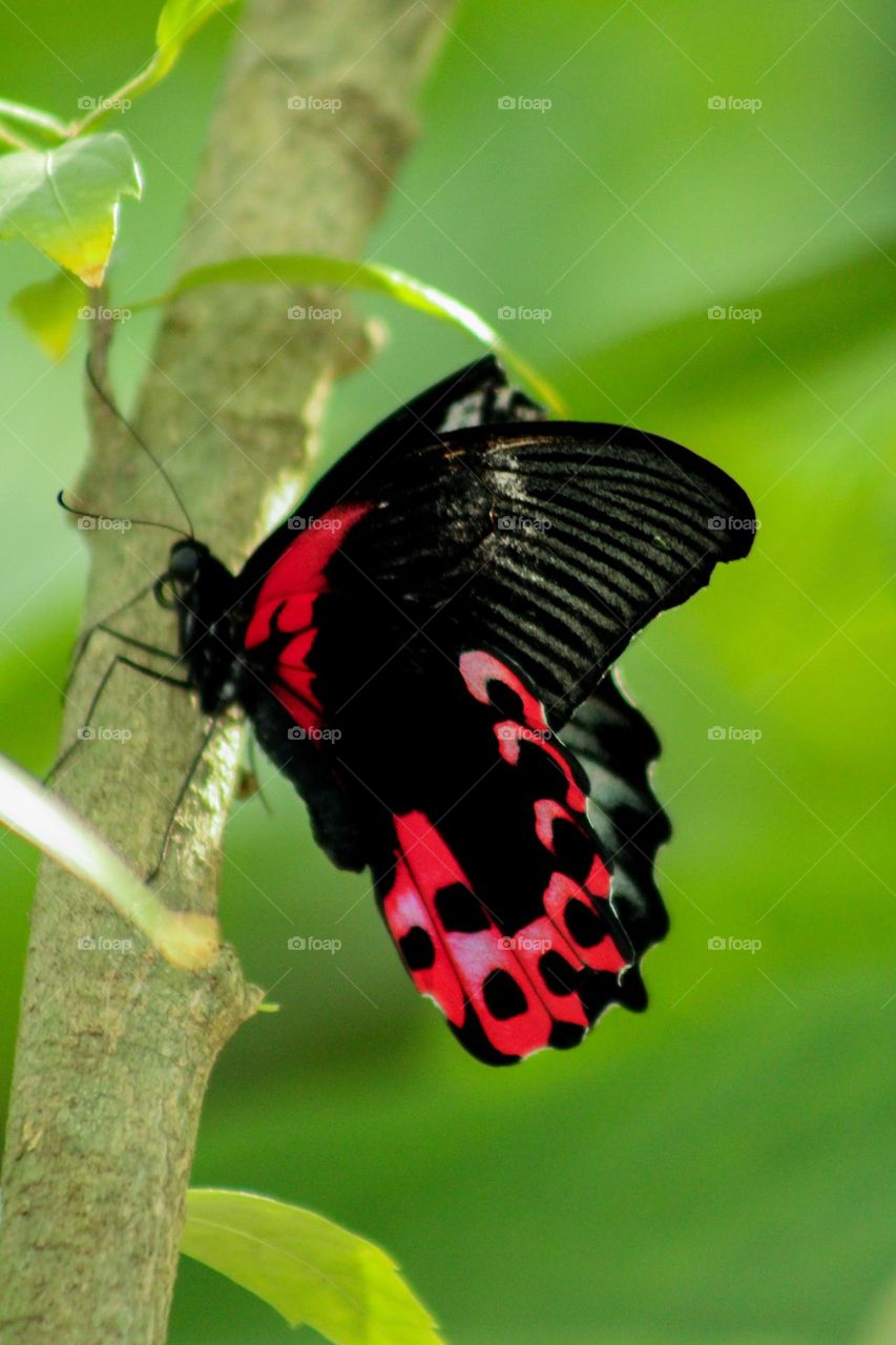 Pink and black butterfly 