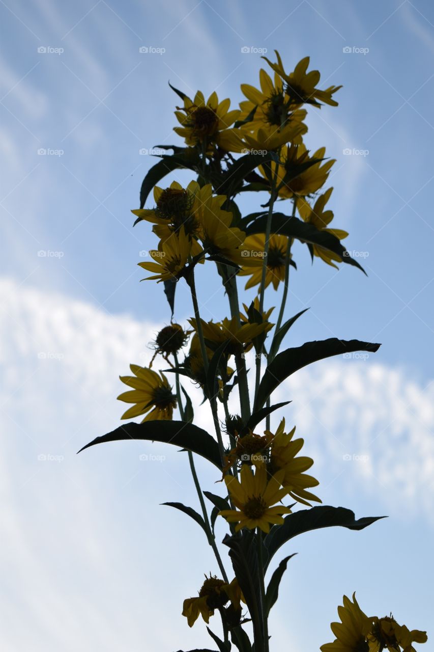 Wild flowers and the sky. Sunflowers with the sky for a backround 