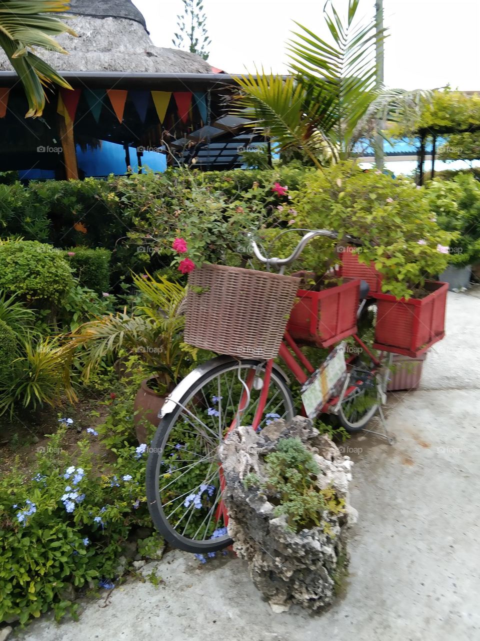 A photograph of recycled junk bicycle with recycled red plastic boxes used as a pot for beautiful flowers