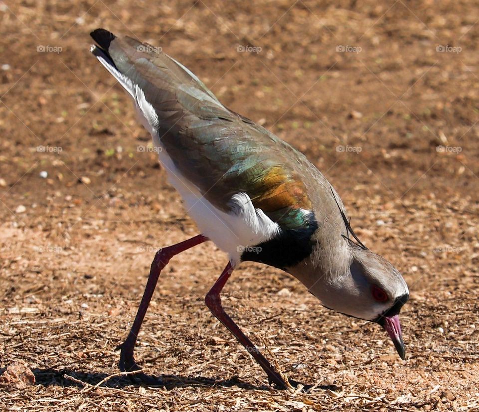 A beautiful bird with vibrant and iridescent plumage, walking carefully on dry soil, standing out for the combination of colors and its curious behavior in search of food.