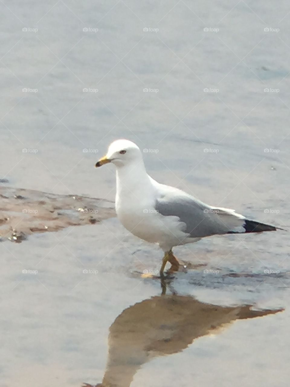 May 2018. Ring-billed gull. Nisqually wildlife Refuge. 