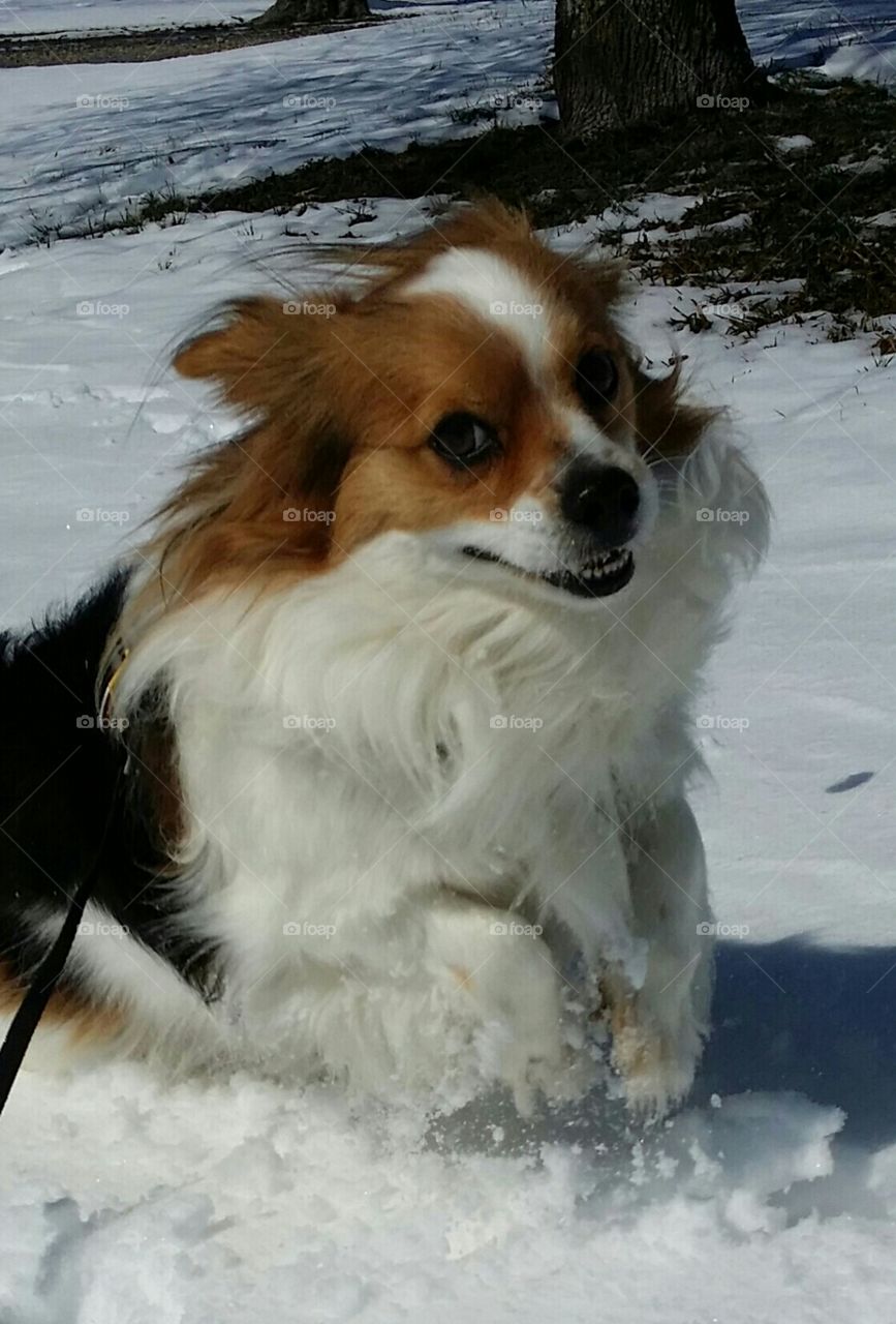 Gizmo loves the snow