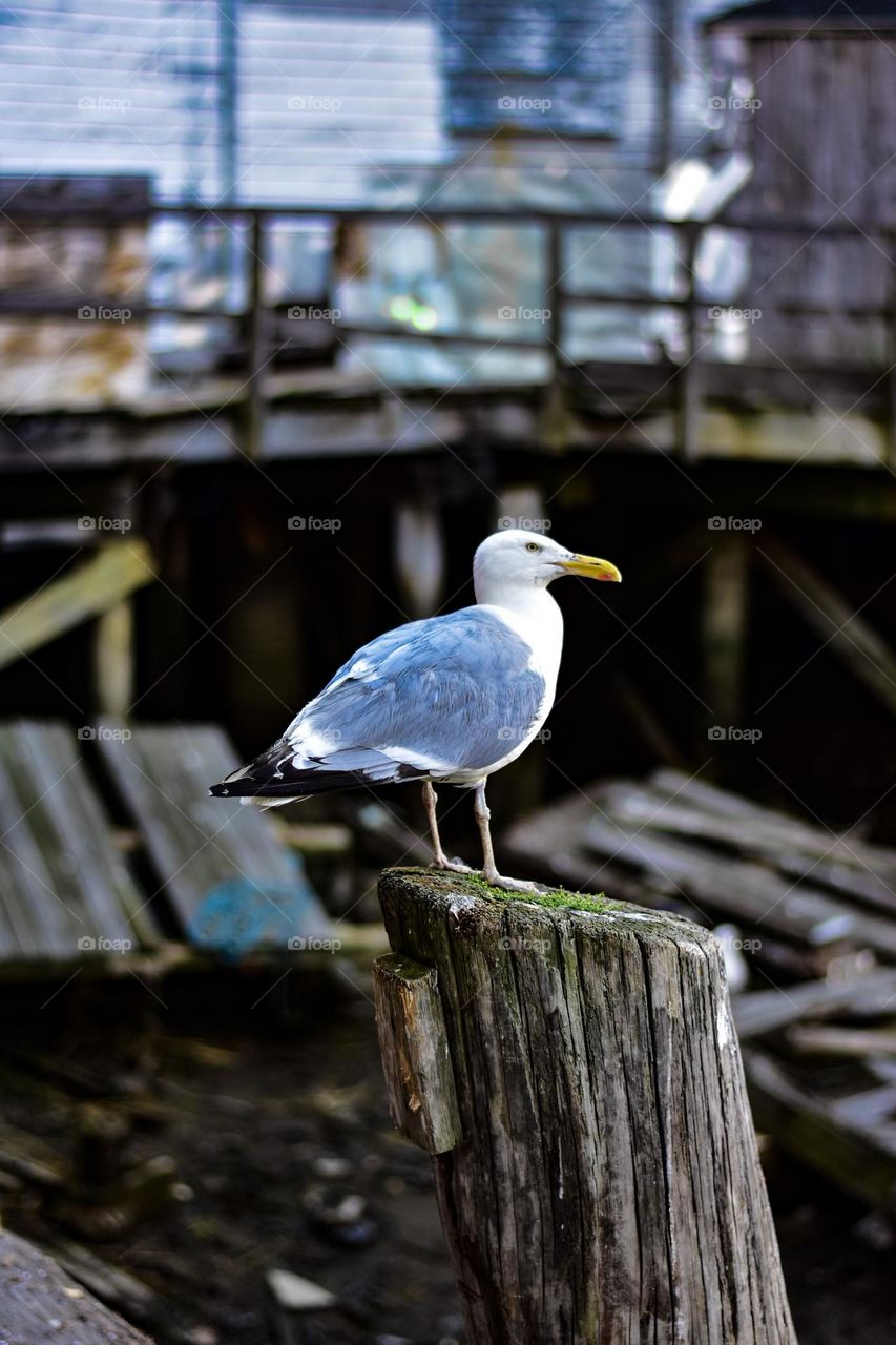 A wild bird in Portland, Maine!