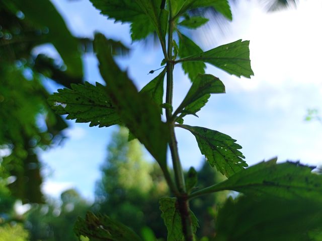 plant