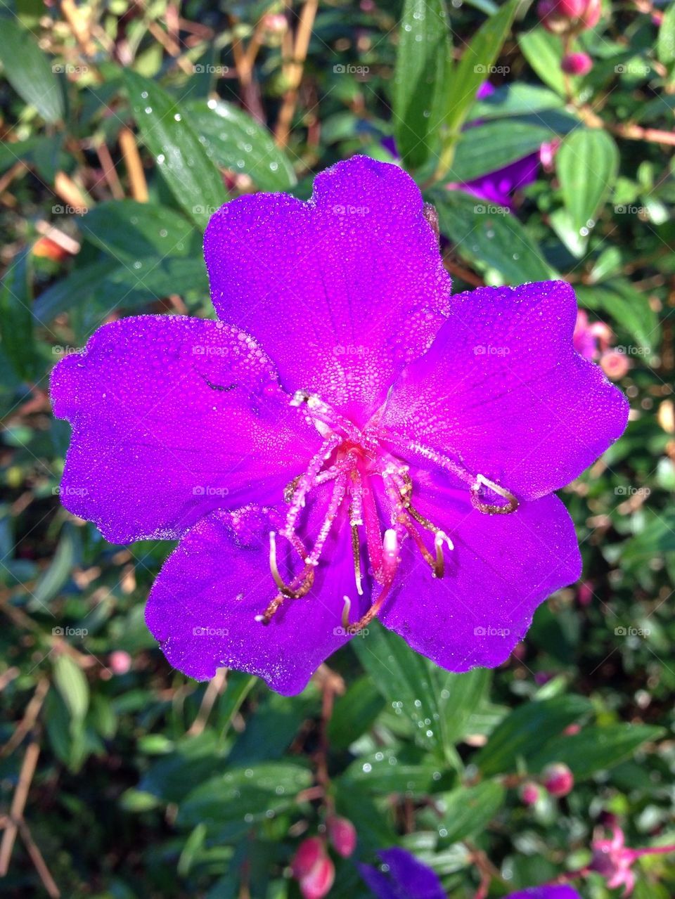 Purple Lasiandra