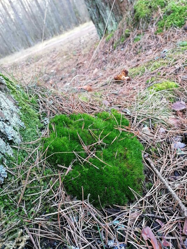 Green moss