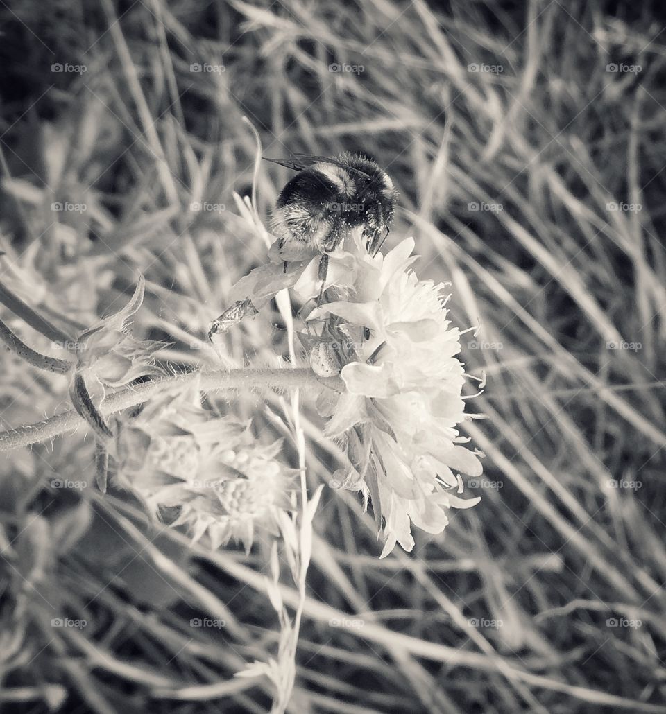 Bee on a wildflower 