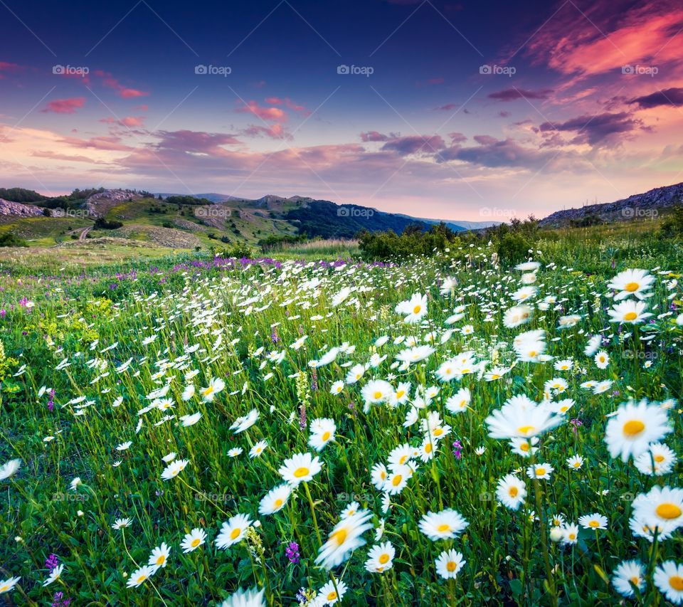 The weight colour flower full outdoor land with sun set background.