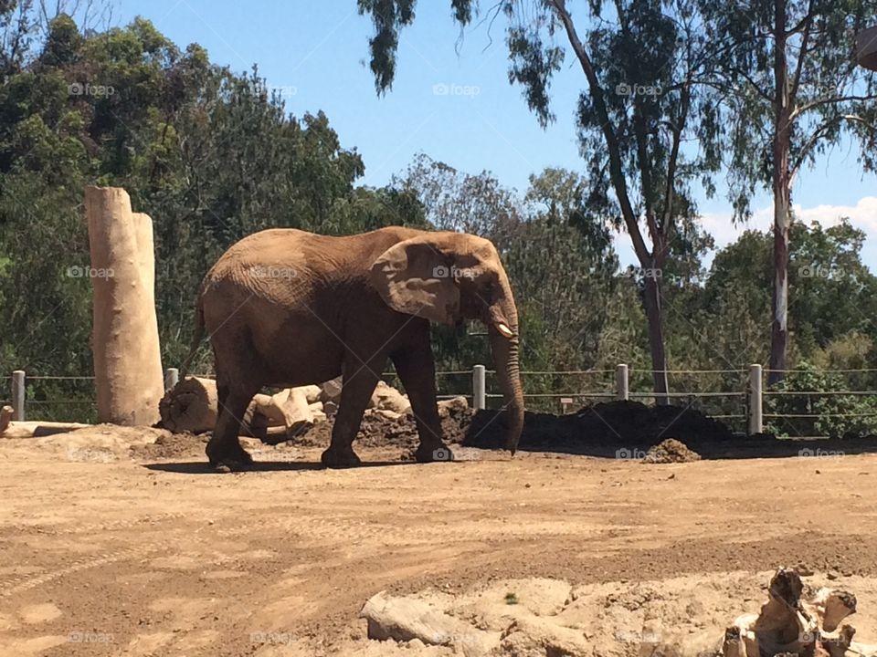 Elephant in San Diego