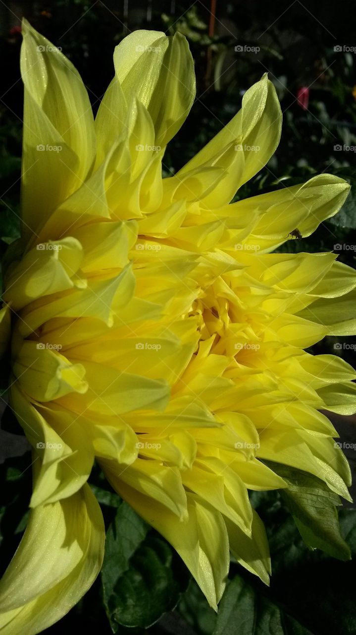 my 2014 yellow Dahlia