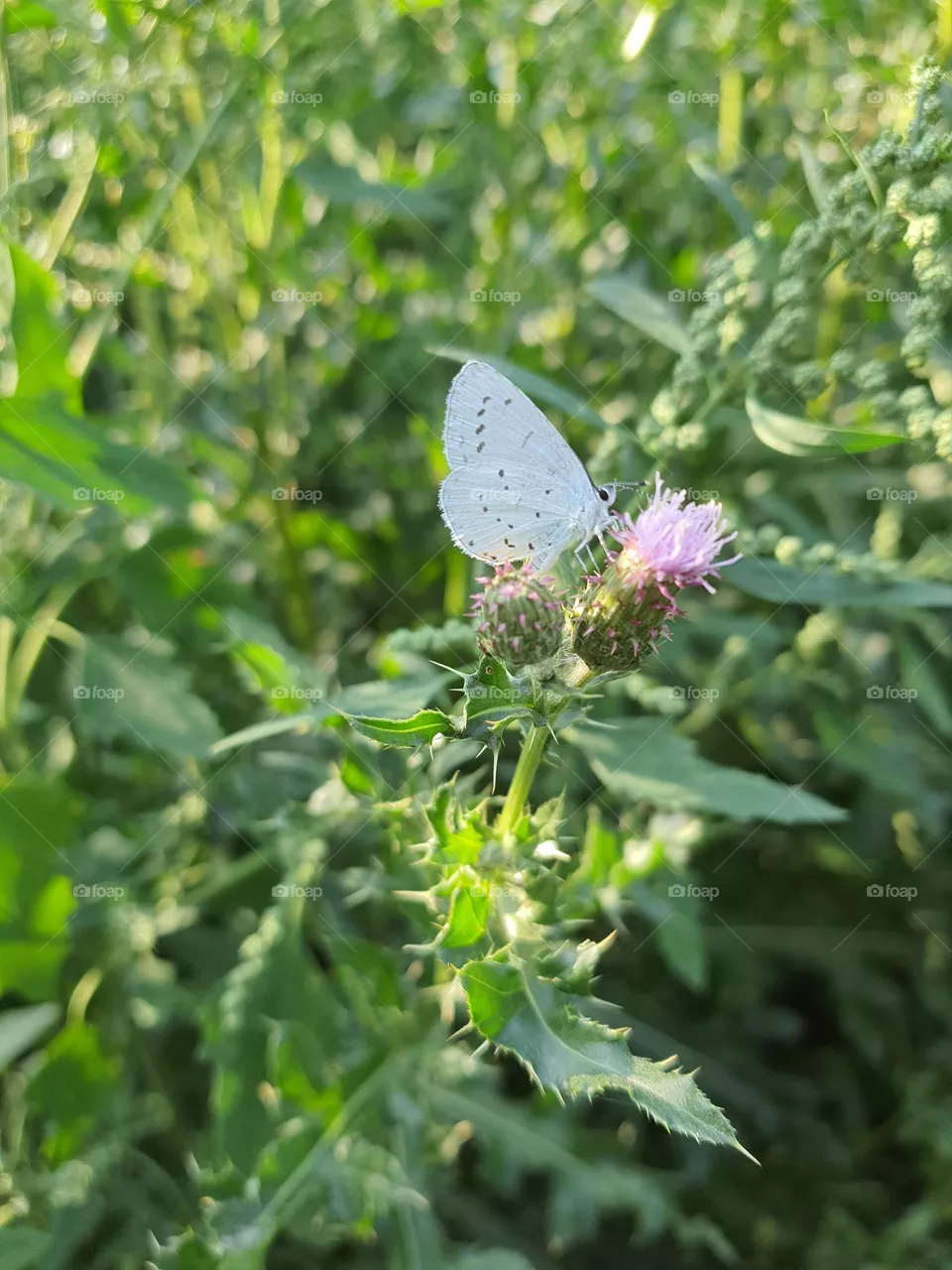Bläulich auf Distelblüte