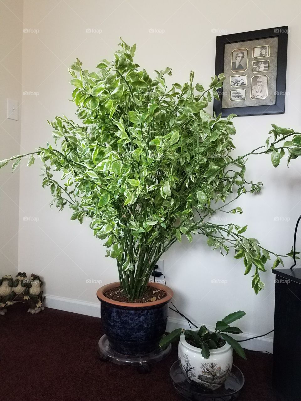 House plants in pots