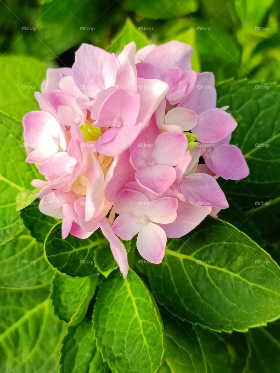 A pink hydrangea flower with green leaves close up view.A beautiful flower.