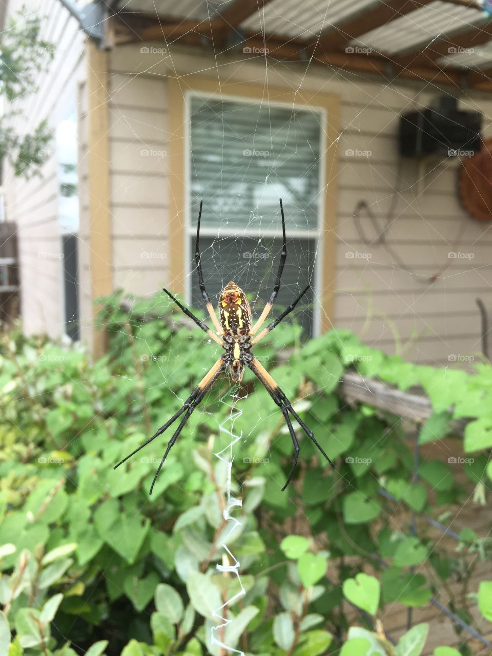 Spider. This was taken in my dad backyard. 