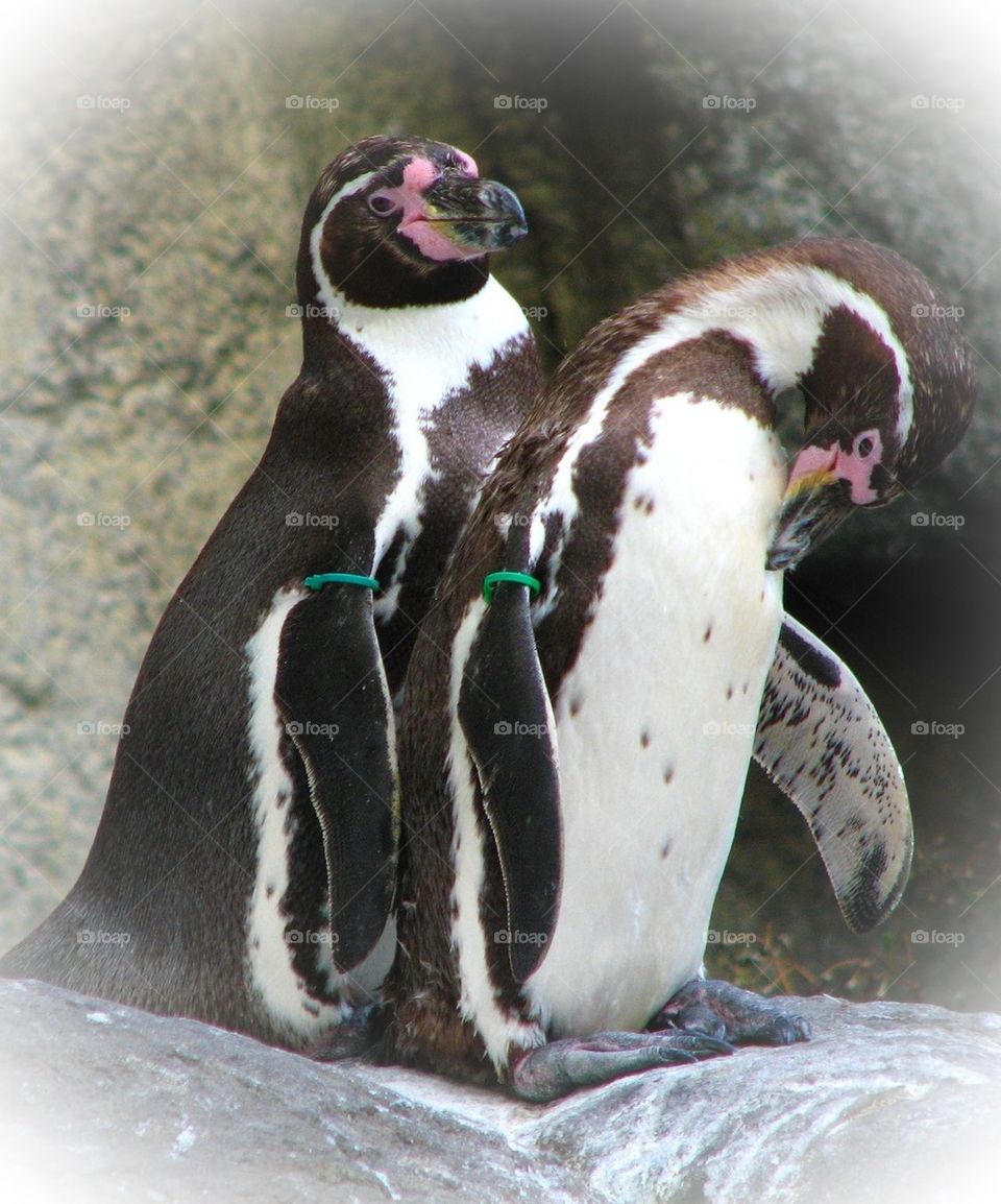 Penguins in love