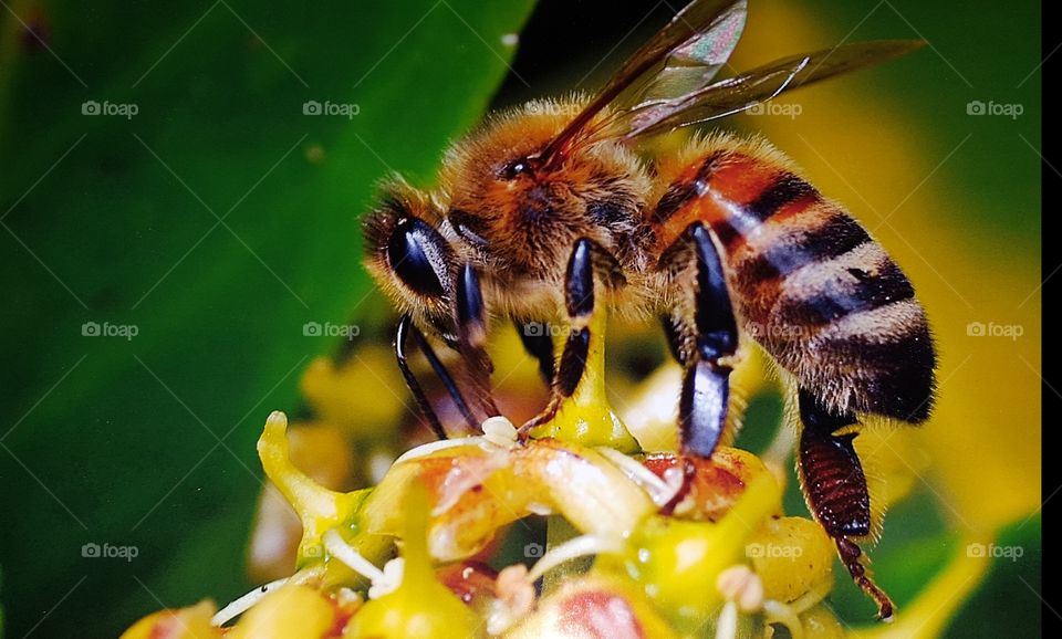 Insect, Bee, Nature, Honey, Wasp