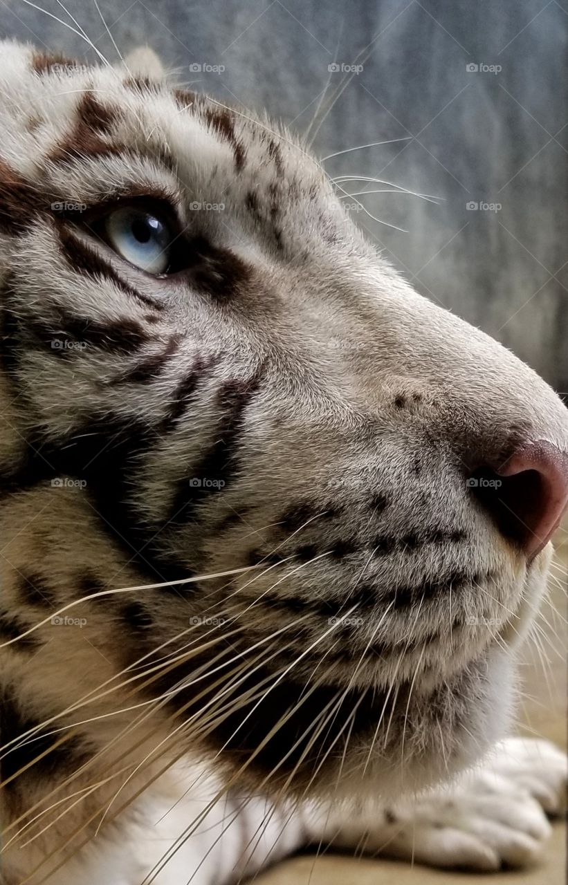 White Tiger