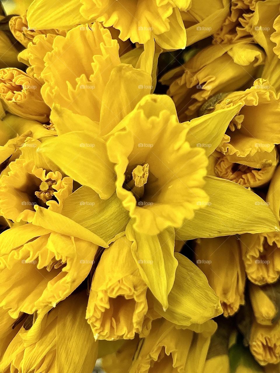 Daffodils 