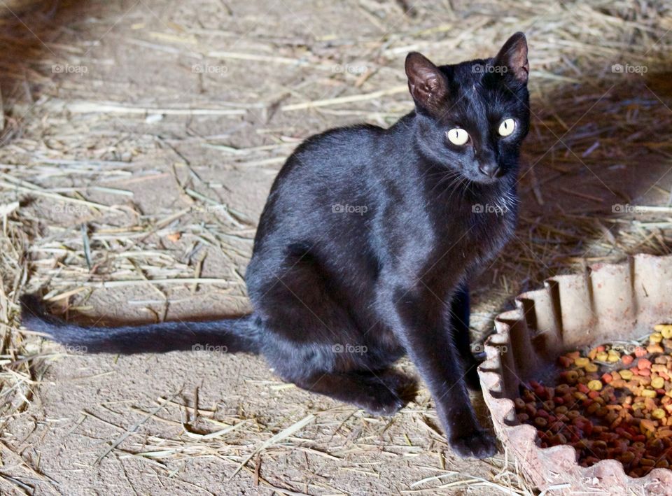 Summer Pets - a sleek little barn kitty sits by the family food dish 