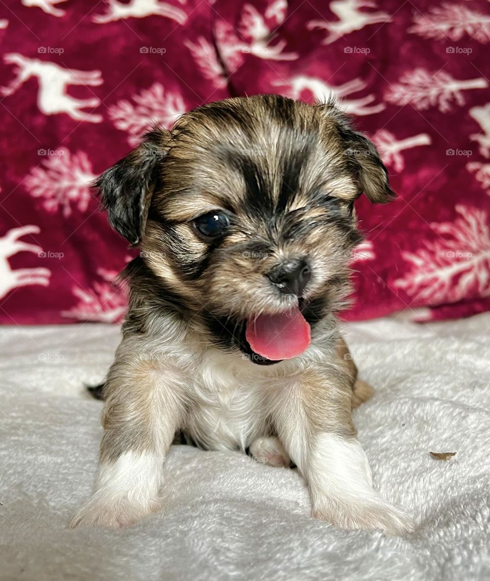 Small puppy sticking its tongue out