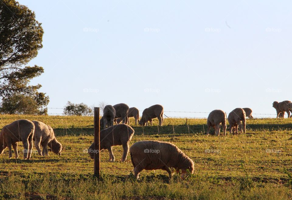 Flock of sheep enjoying a feed