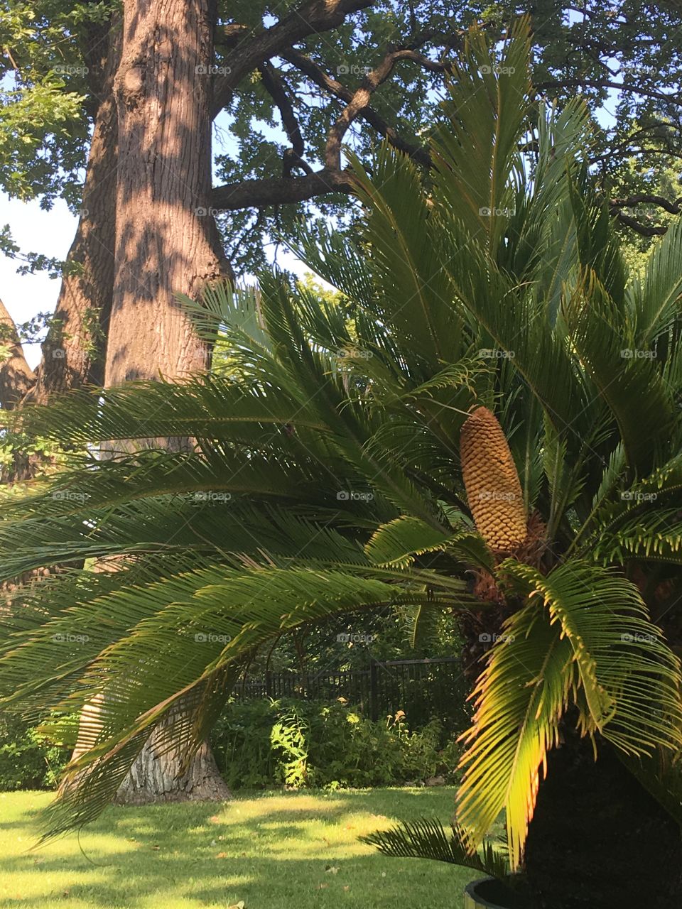 unknown to me plant, but beautiful