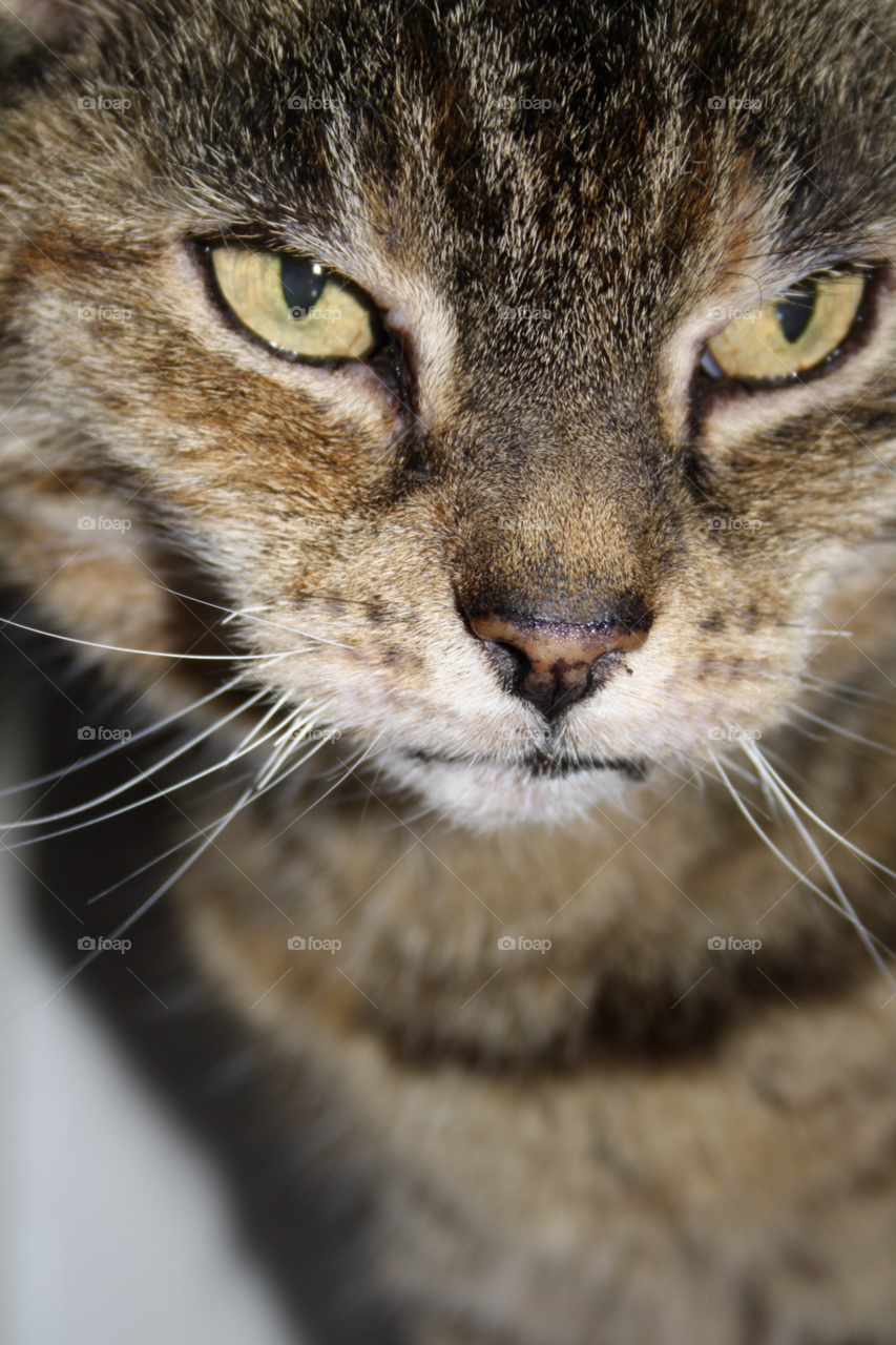 cat pet eyes close up by leonbritton123