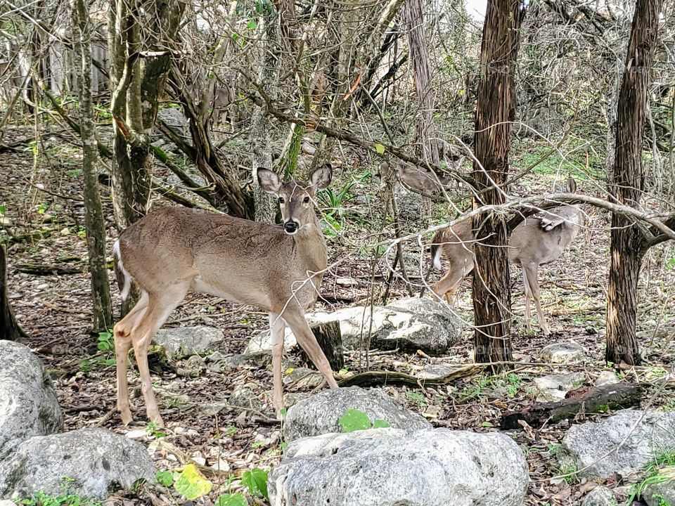 The white tail deers in the woods