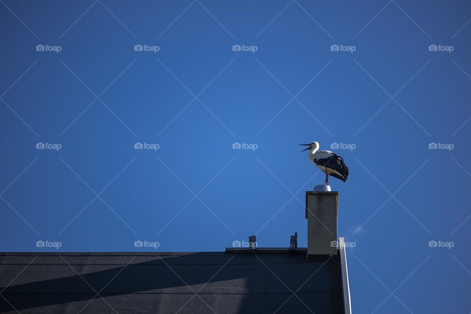 Stork on the chimney
